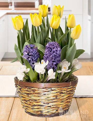 Menu Spring Treasure Potted Bulb Garden 1 Menu Spring Treasure Potted Bulb Garden