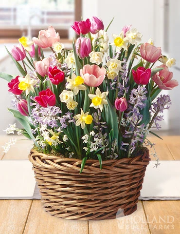 Menu The Ultimate Potted Bulb Garden -Cheap Garden Twist Store MG1867 ultimate potted bulb garden