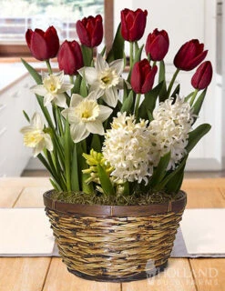 Menu Holiday Home Potted Bulb Garden