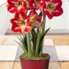 Menu Shining Star Amaryllis Potted Bulb Garden