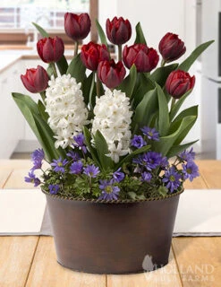 Menu Stars & Stripes Potted Bulb Garden