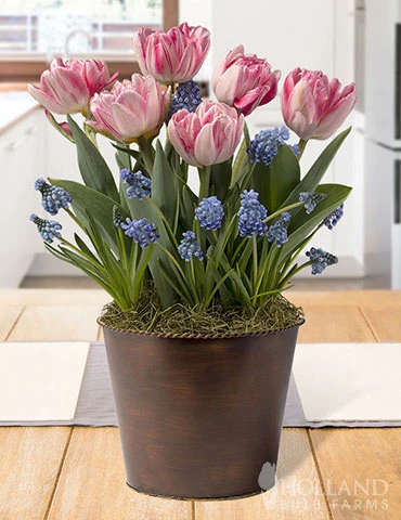 Menu Magical Fox Potted Bulb Garden -Cheap Garden Twist Store MG2321 magical fox bulb garden