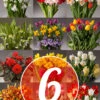 Menu 6 Month Potted Bulb Garden Subscription
