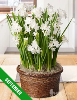 Menu 3 Month Potted Bulb Garden Subscription -Cheap Garden Twist Store fall 2019 subscription september 1