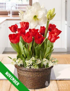 Menu 6 Month Potted Bulb Garden Subscription -Cheap Garden Twist Store fall 2023 subscription november 2