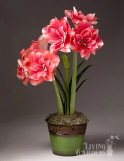 Menu Double Dream Potted Bulb Garden