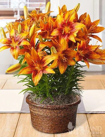 Menu Orange Star Potted Bulb Garden 1 Menu Orange Star Potted Bulb Garden