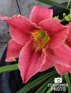 Menu Re-Blooming Daylily Collection -Cheap Garden Twist Store pink daylily 2018 06 20