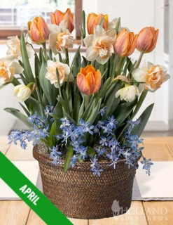Menu 3 Month Potted Bulb Garden Subscription -Cheap Garden Twist Store spring 2023 april subscription 1