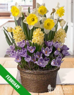 Menu 12 Month Potted Bulb Garden Subscription -Cheap Garden Twist Store spring 2023 february