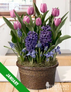 Menu 6 Month Potted Bulb Garden Subscription -Cheap Garden Twist Store spring 2023 january 2