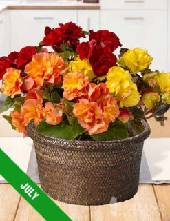 Menu 12 Month Potted Bulb Garden Subscription -Cheap Garden Twist Store spring 2023 july