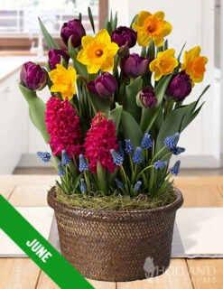 Menu 12 Month Potted Bulb Garden Subscription -Cheap Garden Twist Store spring 2023 june
