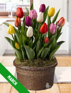 Menu 3 Month Potted Bulb Garden Subscription -Cheap Garden Twist Store spring 2023 march 1