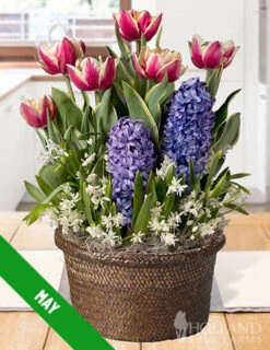 Menu 12 Month Potted Bulb Garden Subscription -Cheap Garden Twist Store spring 2023 may
