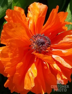 Menu Sunny Blooms Spring Through Summer Collection 22 Menu Sunny Blooms Spring Through Summer Collection -Cheap Garden Twist Store turkenlouis oriental poppy photo by larry edwards