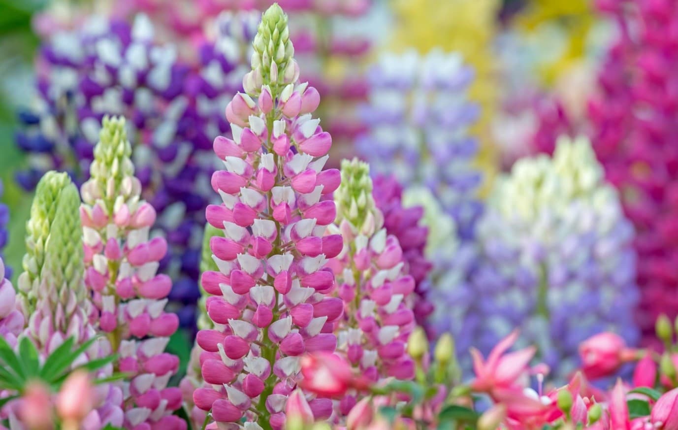 Cheap Garden Twist Store -Cheap Garden Twist Store 3 1